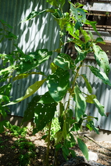 Solanum granulosoleprosum