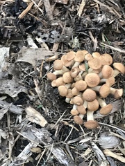 Desarmillaria caespitosa image