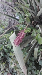 Aechmea distichantha
