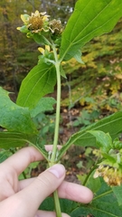 Smallanthus uvedalia