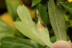 Phyllonorycter oxyacanthae
