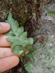 Polypodium