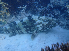Epinephelus coioides
