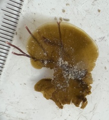 Lobophora variegata