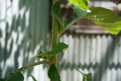 Solanum granulosoleprosum