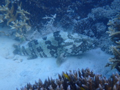 Epinephelus coioides