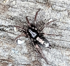 Herpyllus ecclesiasticus
