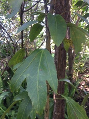 Pseudopanax crassifolius × lessonii