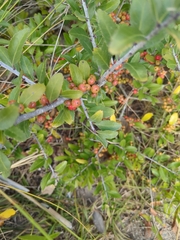 Ilex vomitoria