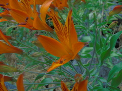 Alstroemeria ligtu simsii