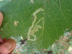 Phytomyza aralivora