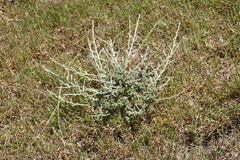 Senecio pubigerus