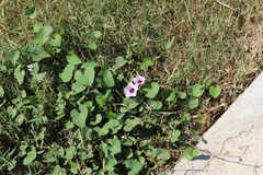 Ipomoea amnicola