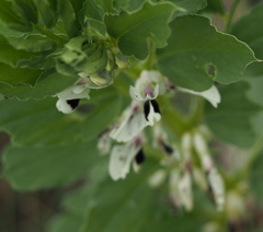 Vicia faba