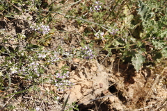 Psoralea decumbens