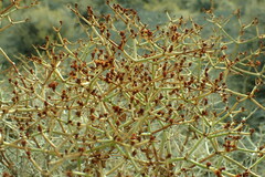 Eriogonum heermannii