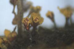 Trichia botrytis