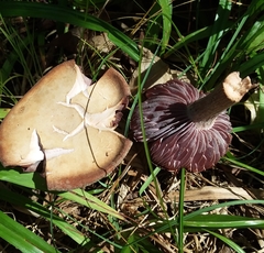 Laccaria ochropurpurea image