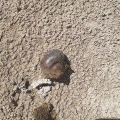 Pomacea canaliculata