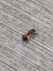 Apis mellifera