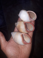 Megalobulimus