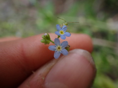 Myosotis