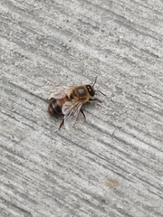Apis mellifera
