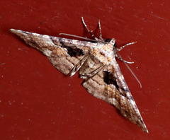 Aporoctena