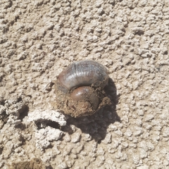 Pomacea canaliculata
