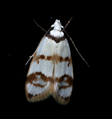 Chezala brachypepla