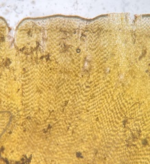 Lobophora variegata