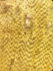 Lobophora variegata