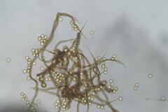 Trichia botrytis