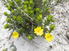 Hibbertia sericea