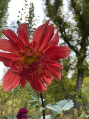 Dahlia