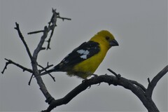 Pheucticus chrysogaster