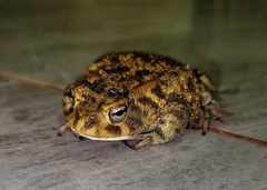 Sclerophrys garmani
