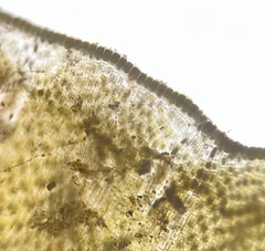 Lobophora variegata