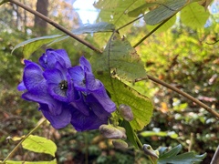 Aconitum uncinatum