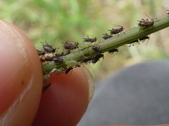 Macrosiphini