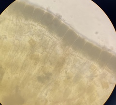 Lobophora variegata