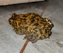 Sclerophrys garmani