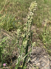 Pterocaulon
