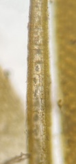 Lobophora variegata