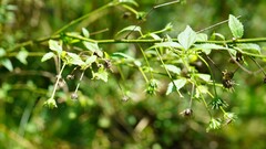Pavonia sepium