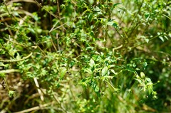 Pavonia sepium
