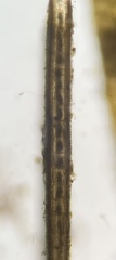 Lobophora variegata