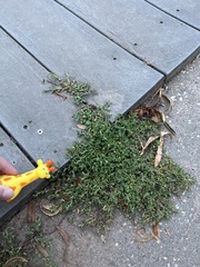 Polygonum arenastrum