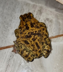 Sclerophrys garmani