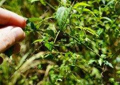 Pavonia sepium